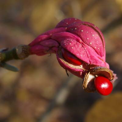 Frucht der Gartenmagnolie (Magnolia x soulangiana)
