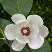 Blüte Magnolia sieboldii